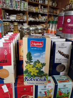 Kotvičník